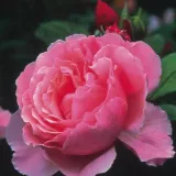Stromčekové ruže - ružová - Rosa Ausglobe - intenzívna vôňa ruží - aróma jabĺk