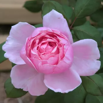 Rosa Ausglobe - roze - Stamroos - Theehybriden rechtopstaande kroonvorm