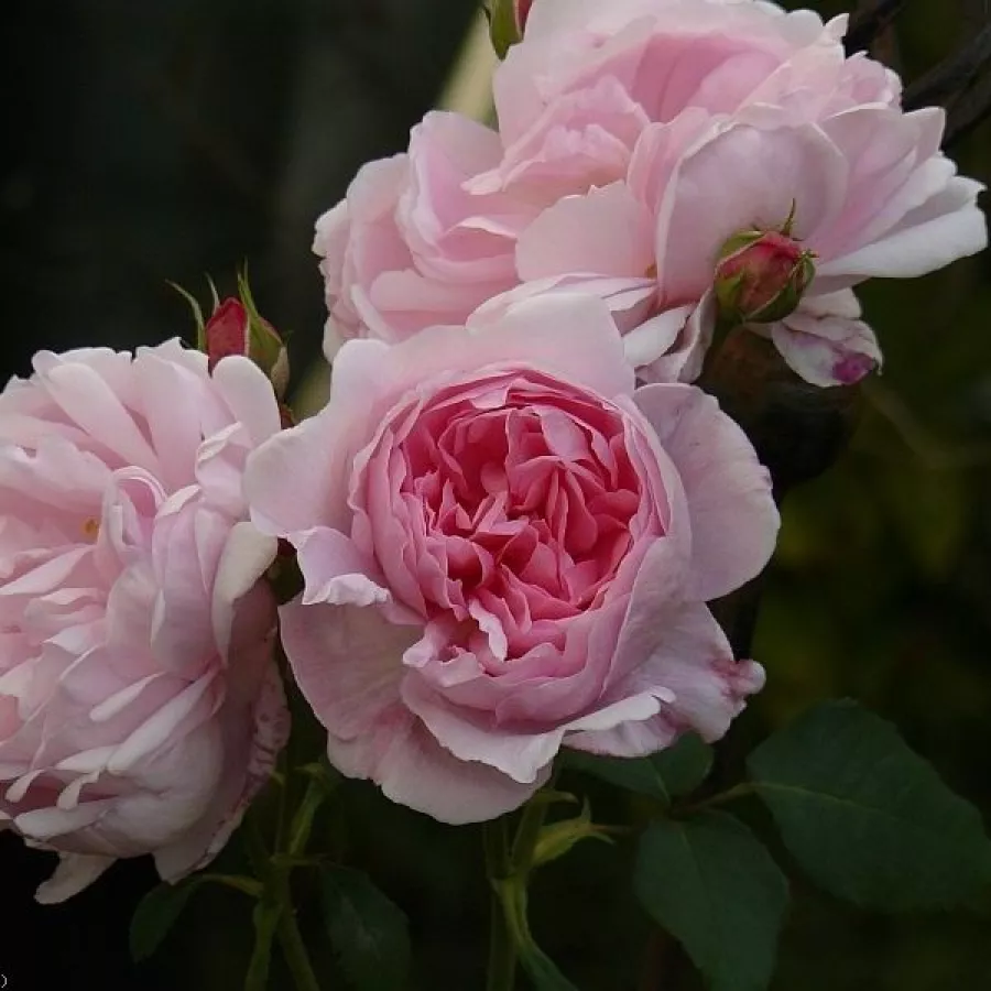Rose Inglesi - Rosa - Ausglobe - produzione e vendita on line di rose da giardino