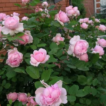 Ružová - anglická ruža   (100-250 cm)