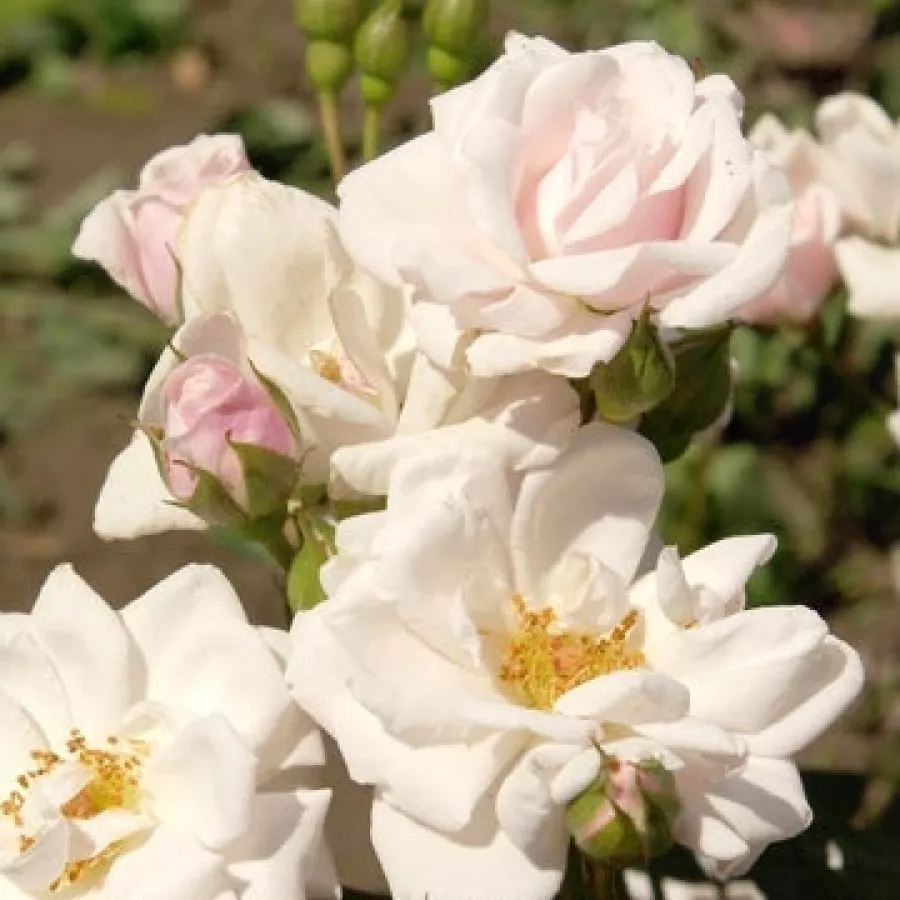 Róża bez zapachu - Róża - Schneeküsschen ® - Szkółka Róż Rozaria