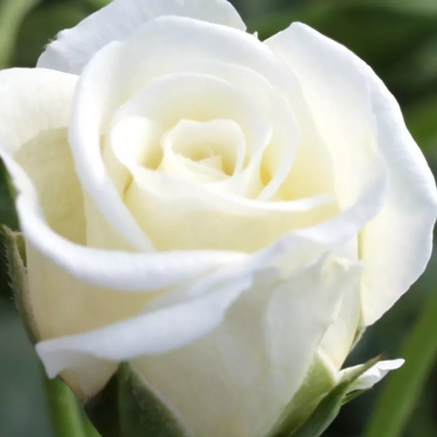 Miniature - Rózsa - Schneeküsschen ® - Online rózsa rendelés