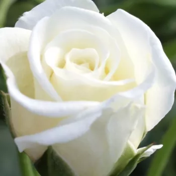 Online rózsa webáruház - törpe - mini rózsa - fehér - nem illatos rózsa - Schneeküsschen ® - (30-50 cm)
