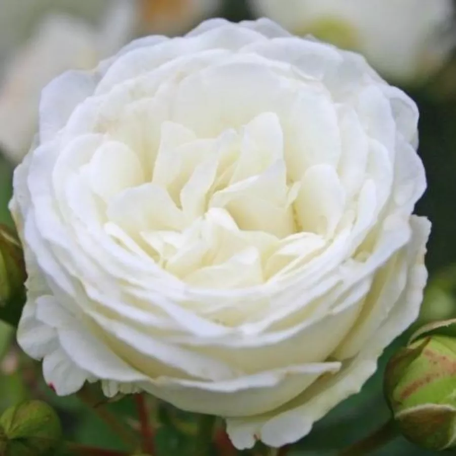 Biały - Róża - Schneeküsschen ® - 