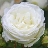 Bílá - stromkové růže - Rosa Schneeküsschen ® - bez vůni