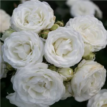 Rosa Schneeküsschen ® - alb - trandafiri pomisor - Trandafir copac cu trunchi înalt – cu flori mărunți