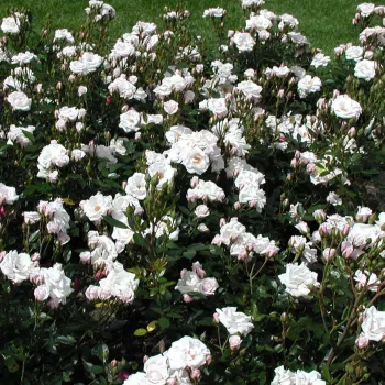 Blanco - árbol de rosas miniatura - rosal de pie alto   (120-150 cm)
