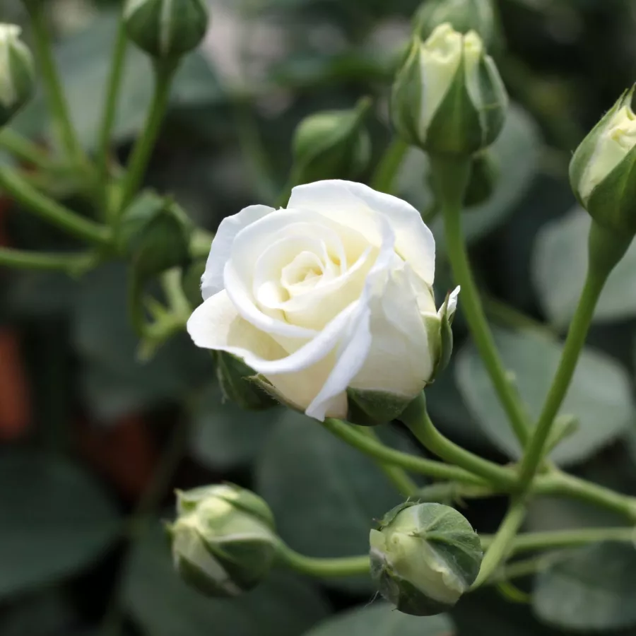Trandafiri miniaturi / pitici - Trandafiri - Schneeküsschen ® - comanda trandafiri online