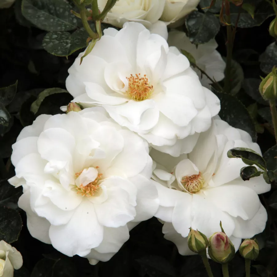 Biały - Róża - Schneewittchen® - Szkółka Róż Rozaria