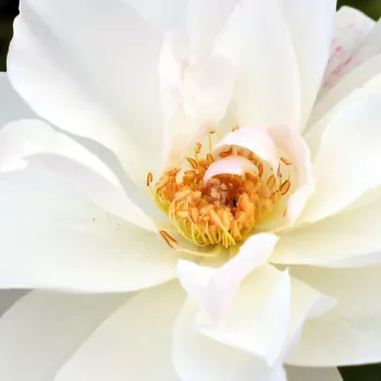 Online rózsa kertészet - parkrózsa - fehér - közepesen illatos rózsa - tea aromájú - Schneewittchen® - (75-150 cm)