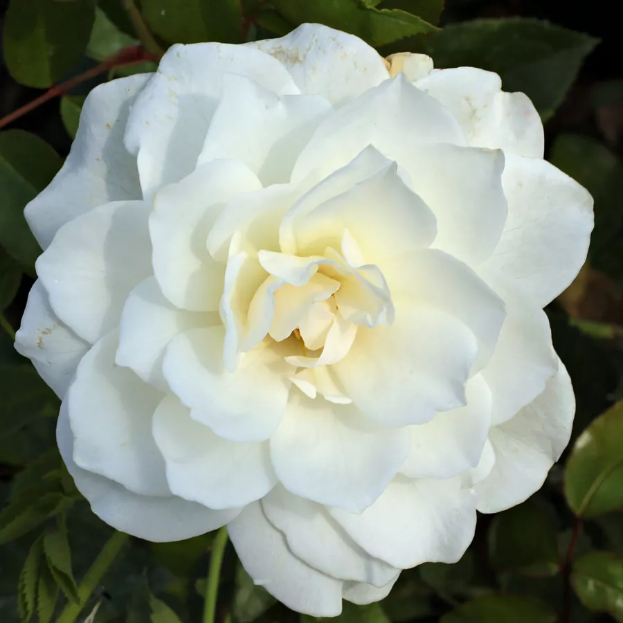 Bílá - Růže - Schneewittchen® - 