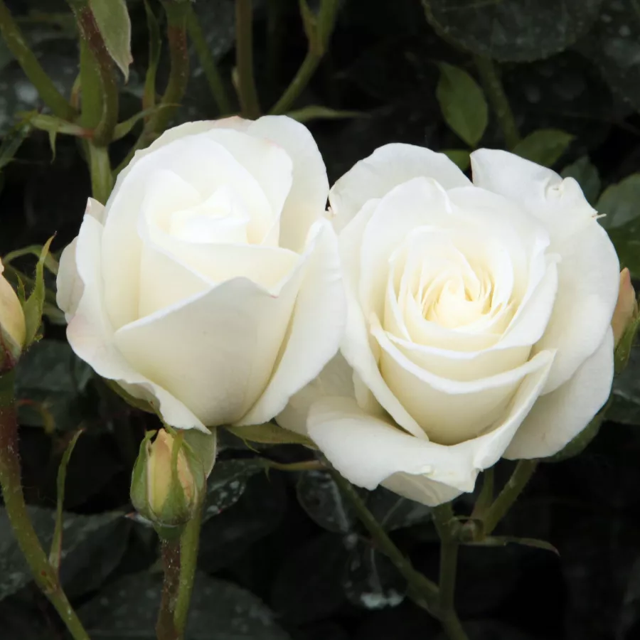 árbol de rosas de flores en grupo - rosal de pie alto - Rosa - Schneewittchen® - rosal de pie alto