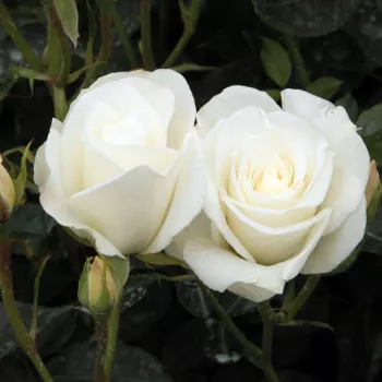 Rosa Schneewittchen® - alb - trandafiri pomisor - Trandafir copac cu trunchi înalt – cu flori în buchet