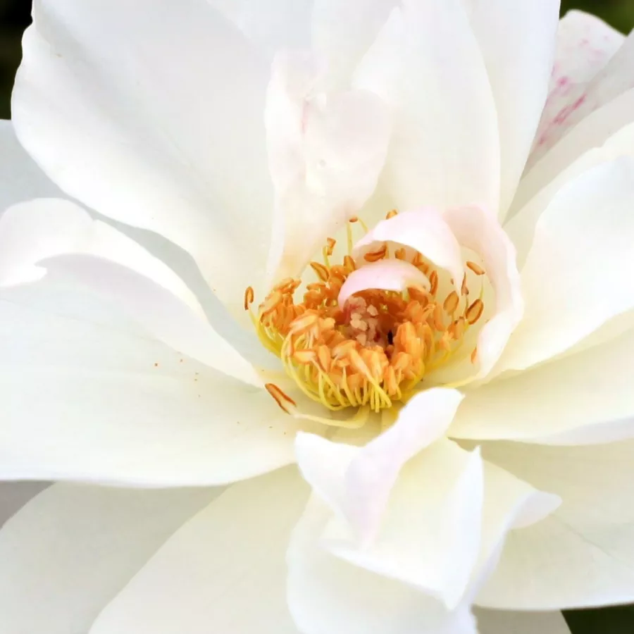 Csokros - Rózsa - Schneewittchen® - Kertészeti webáruház
