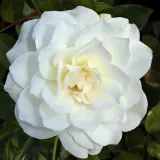 Stromčekové ruže - biely - Rosa Schneewittchen® - stredne intenzívna vôňa ruží - vôňa čaju