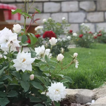 Blanche - Fleurs groupées en bouquet - rosier à haute tige - buissonnant
