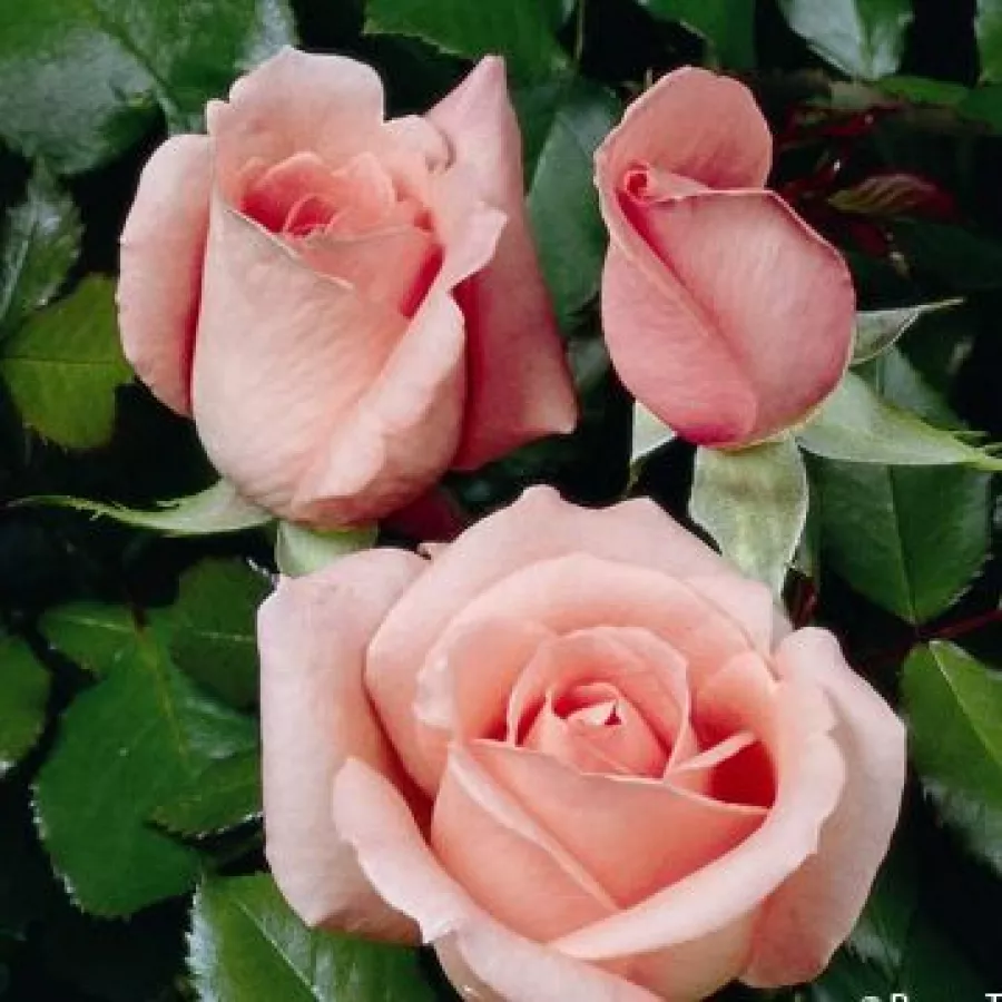 Rózsaszín - Rózsa - Schöne Berlinerin® - Online rózsa rendelés
