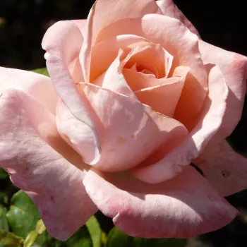 Różowy  - róża wielkokwiatowa - Hybrid Tea