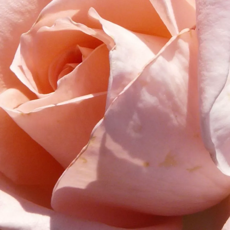 Hybrid Tea - Rosa - Schöne Berlinerin® - Produzione e vendita on line di rose da giardino