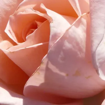 Rozenplanten online kopen en bestellen - theehybriden - roze - Rosa Schöne Berlinerin® - matig geurende roos - Mathias Tantau, Jr. - Zachte, zalmkleurige bloem met zachte geur, ook geschikt als snijbloem.