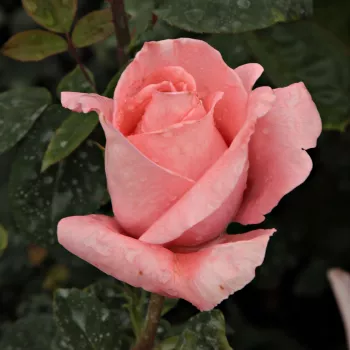 Rosa Schöne Berlinerin® - roz - trandafiri pomisor - Trandafir copac cu trunchi înalt – cu flori teahibrid