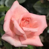 Teahibrid virágú - magastörzsű rózsafa - Online rózsa rendelés - rózsaszín - Rosa Schöne Berlinerin® - közepesen illatos rózsa - tea aromájú