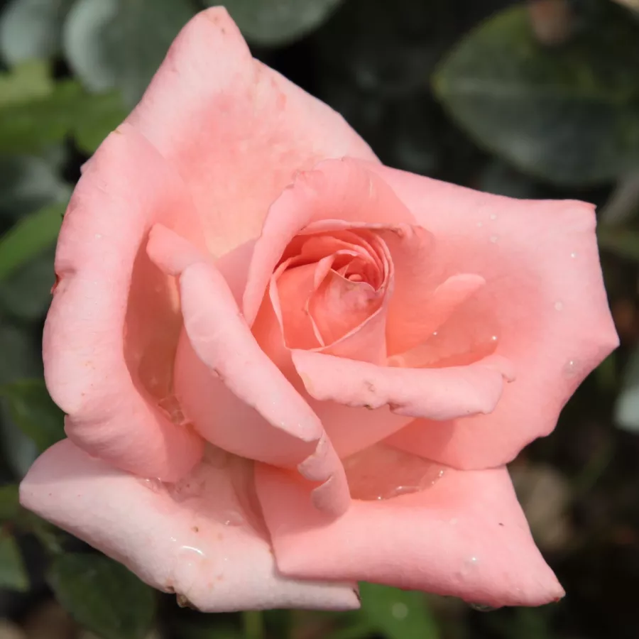 Trandafir cu parfum intens - Trandafiri - Schöne Berlinerin® - comanda trandafiri online