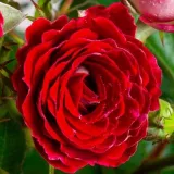 Rosiers polyantha - rouge blanc - parfum discret - Rosa Schöne Koblenzerin ® - Rosier achat en ligne