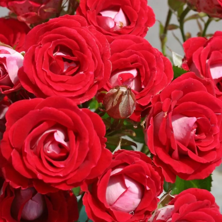 Czerwony - biały - Róża - Schöne Koblenzerin ® - Szkółka Róż Rozaria