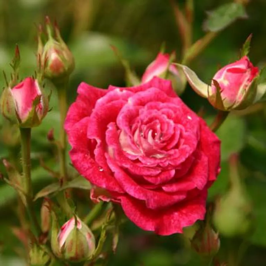 árbol de rosas miniatura - rosal de pie alto - Rosa - Schöne Koblenzerin ® - rosal de pie alto