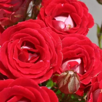 Rózsa kertészet - vörös - fehér - diszkrét illatú rózsa - ánizs aromájú - Schöne Koblenzerin ® - virágágyi floribunda rózsa - (30-60 cm)