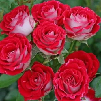 Vörös - krémfehér sziromfonák - virágágyi floribunda rózsa - diszkrét illatú rózsa - ánizs aromájú