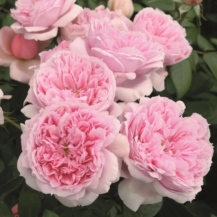 Różowy - Róża - Schöne Maid® - Szkółka Róż Rozaria