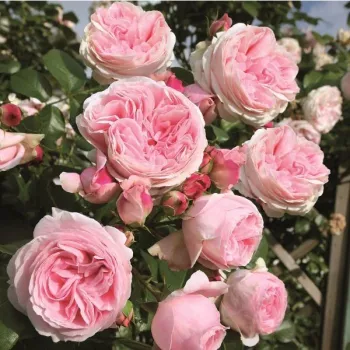 Blijedo roza  - Nostalgična ruža   (70-100 cm)