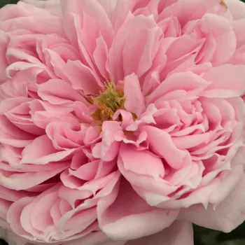 Ruže - online - koupit - nostalgická ruža - ružová - intenzívna vôňa ruží - aróma jabĺk - Schöne Maid® - (70-100 cm)
