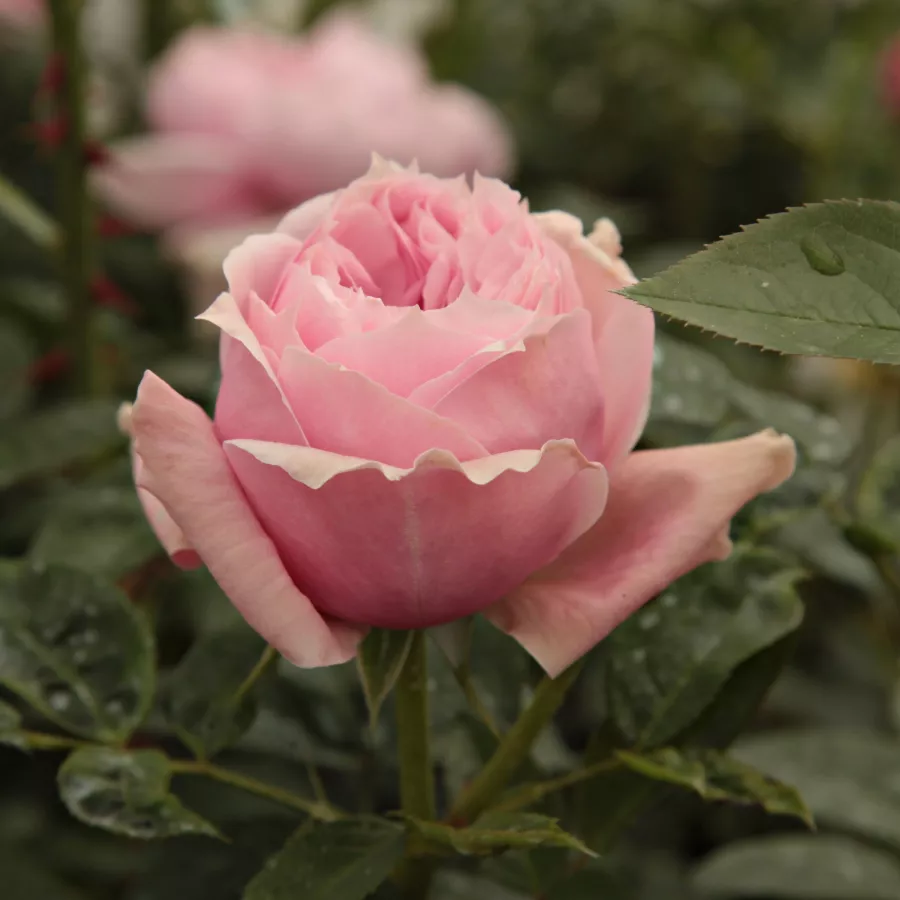 Trandafiri pomisor - Trandafir copac cu trunchi înalt – cu flori tip trandafiri englezești - Trandafiri - Schöne Maid® - 