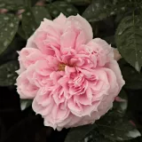 Stromčekové ruže - ružová - Rosa Schöne Maid® - intenzívna vôňa ruží - aróma jabĺk