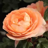 Narancssárga - virágágyi grandiflora - floribunda rózsa - Online rózsa vásárlás - Rosa Schöne vom See® - nem illatos rózsa