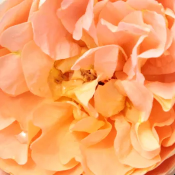 Rózsák webáruháza. - narancssárga - virágágyi grandiflora - floribunda rózsa - Schöne vom See® - nem illatos rózsa - (70-90 cm)