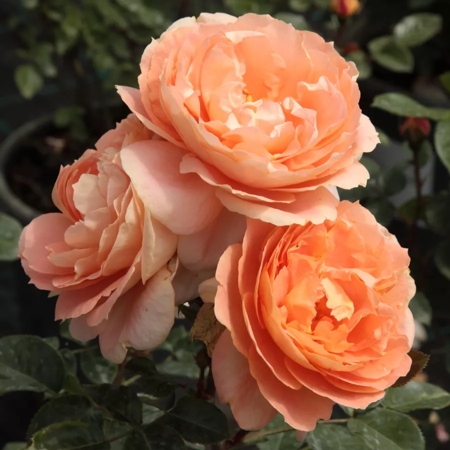 Narancssárga - Rózsa - Schöne vom See® - Online rózsa rendelés