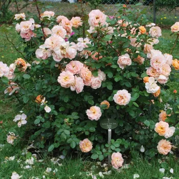 Rosa melocotón con tonos amarillos - rosales grandifloras floribundas   (70-90 cm)
