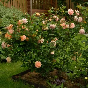 Rosa melocotón con tonos amarillos - árbol de rosas inglés- rosal de pie alto   (120-150 cm)