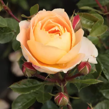 Rosa Schöne vom See® - narancssárga - magastörzsű rózsa - angolrózsa virágú