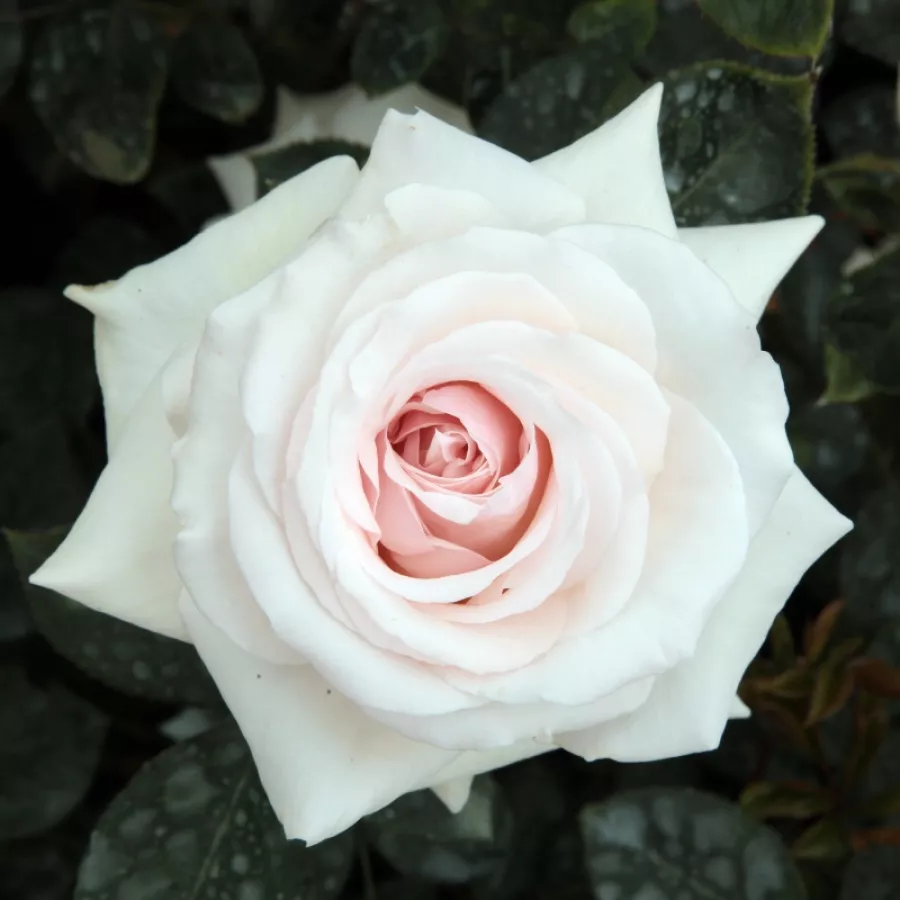 Róża pnąca climber - Róża - Schwanensee® - Szkółka Róż Rozaria