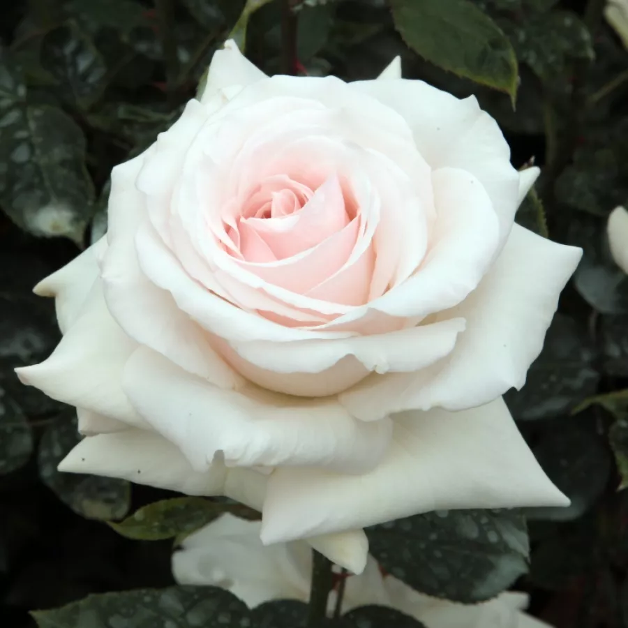 Biela - ružová - Ruža - Schwanensee® - Ruže - online - koupit