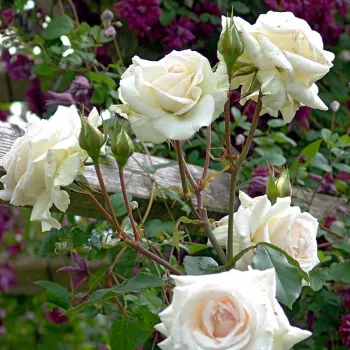 Rosa Schwanensee® - biały - róż - róża pnąca climber