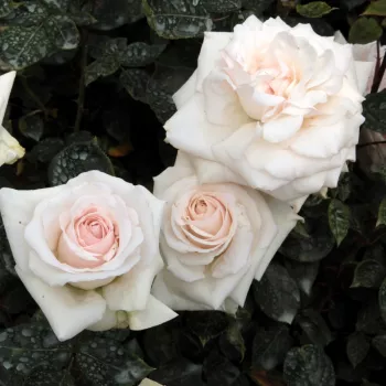 Biela s jemným ružovým stredom - climber, popínavá ruža   (280-320 cm)