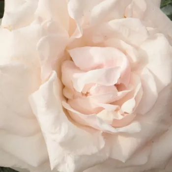 Róże krzewy, sadzonki - róża pnąca climber - biały - róż - róża z dyskretnym zapachem - Schwanensee® - (280-320 cm)