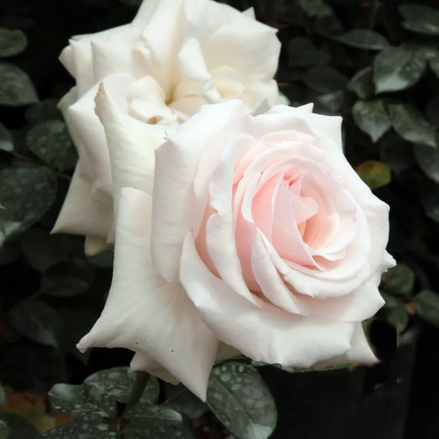 Fehér - rózsaszín - Rózsa - Schwanensee® - Kertészeti webáruház