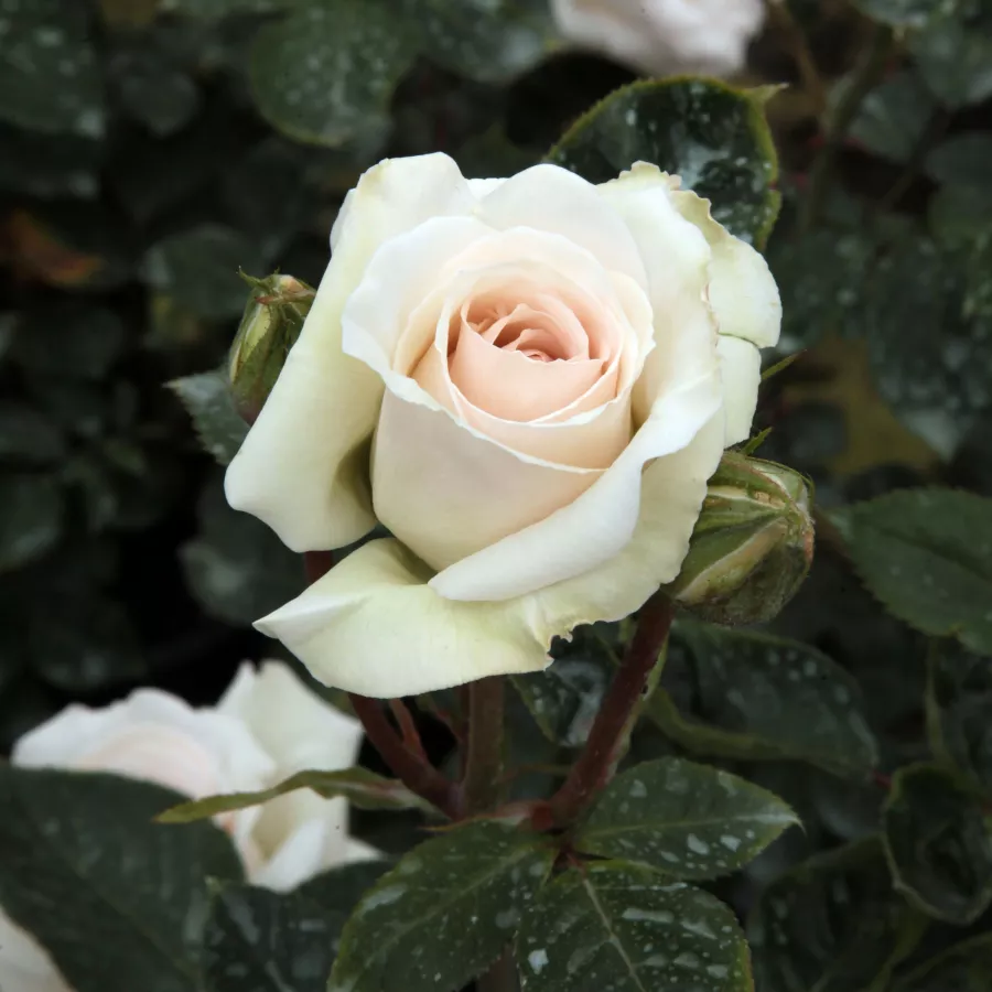 árbol de rosas híbrido de té – rosal de pie alto - Rosa - Schwanensee® - rosal de pie alto